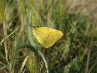 Colias alfacariensis 6, Zuidelijke luzernevlinder, Saxifraga-Jan van der Straaten